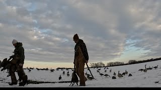 HONKERS IN SNOW!! (Wing Chasers Outdoors)