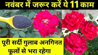 Rose Plant Growing Tips.11Tips for Rose plant care in November.गुलाब.gulab.Best homemade fertilizer.