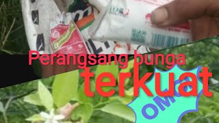 racikan pupuk perangsang bunga pada jeruk