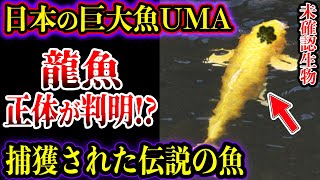 【ゆっくり解説】日本の巨大魚UMA「龍魚」の正体が判明！？そして捕獲に成功！？目撃証言がヤバい【UMA・未確認生物】