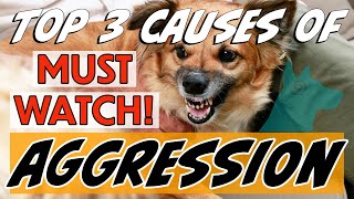 Why Is My Dog Aggressive? Find Out Now!
