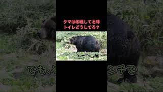 クマは冬眠中トイレどうしてる？【いきもの雑学】#熊 #動物 #Shorts