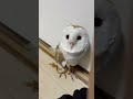 呼ぶと振り向き返事をするメンフクロウ owl 올빼미