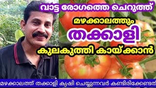 തക്കാളിയിലെ വാട്ട രോഗത്തെ ചെറുക്കാനും കുലകുത്തി കായ്ക്കാനും ഇങ്ങനെ ചെയ്തു നോക്കൂ  Tomato cultivation