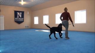Rocco (Labradoodle) Dog Training Demonstration