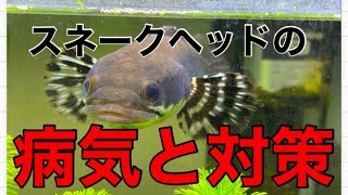 スネークヘッドの病気と対策！過去の経験から思った事お話しします