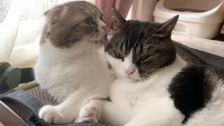 🐈大好きなパパ猫に甘える息子猫#shorts