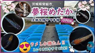 #52 好きなメダカは？ラメしか勝たんww 夢桜めだかさんが土地借りて、メダカ屋さんを本格的に始めるよ！