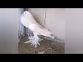 world unique amazing rare and unusual pigeons u0026 pigeon farm breeding fancy pigeons