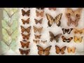 Moths vs Butterflies