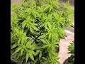 skills304 @tnb naturals hashplant canabiscommunity medicalmarijuana britishcolumbia