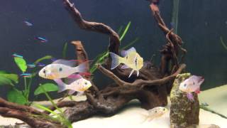 Quick video of my 120 gallon / 450 litre south american tank.