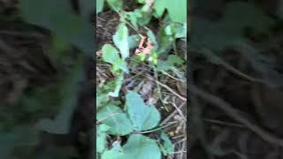 Morning kudzu harvest