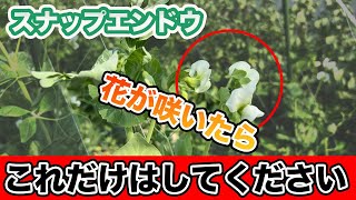 【スナップエンドウ】花が咲いたら絶対にやるべきこと。特に〇〇がおすすめ