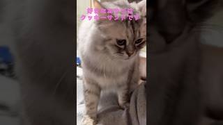 【猫動画】クッキーサンドが好き #catshorts #cat #ねこ #ミヌエット #猫のいる暮らし #ねこのいる生活 #猫好きさんと繋がりたい