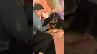 Dogs hate middle finger - Funny dog reaction #shorts