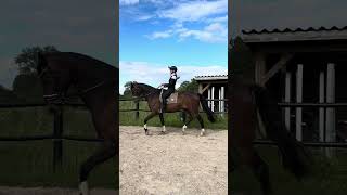 Dressage on my 4 year old horse Gandi!❤️ #horse #horseriding #equestrian #horsetraining