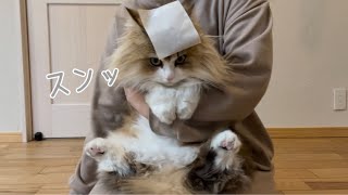 頭にシールを貼ると猫が無抵抗になるらしいのでやってみた結果！