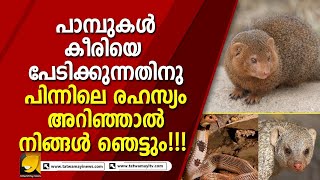 വെറുതെയല്ല, പാമ്പുകൾ കീരിയെ ഭയക്കുന്നത് | Mongoose | Snake