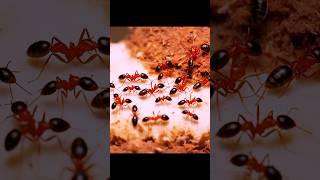 in the ant 💯#ytshorts #animals #usa #london #newyork