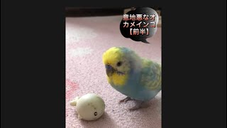 飼い主は見た‼️意地悪なオカメインコ【前編】