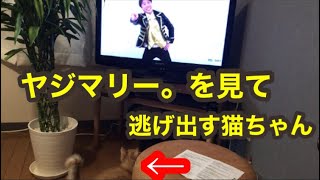 【第二弾】飼い主をテレビで見て逃げ出す猫ちゃん