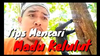 Jual bibit Lebah madu Klanceng Kelulut Trigona sp di Bambu Murah