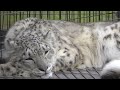 幻の動物と言われたユキヒョウ（ユーリ）旭山動物園