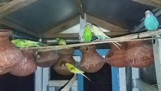 Apni bedgi birds ki mean feed Apni bedgi birds ki mean feed