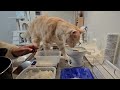 飼い主の勘違いで怒られたら猫はどう反応するのか･･･［ジェネッタ猫｜生後14ヵ月］