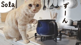 飼い主の勘違いで怒られたら猫はどう反応するのか･･･［ジェネッタ猫｜生後14ヵ月］