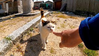 島の神社に行こうとしたら三毛猫がモフられに来た