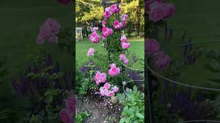 Jasmina Climbing Rose