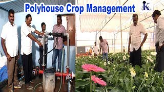 Gerbera Crop Management in Polyhouse- Expert tips