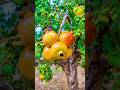 Enjoy Cinematic View of Beautiful Fruits 🍊🍎🥭 #shorts #fruit #garden