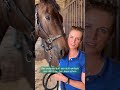 4 Fakten über TSF Dalera 🐴 😉: im Stall mit Jessica von Bredow-Werndl / DM Balve 2023