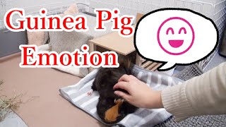 モルモットの鳴き声の意味！　The meaning of guinea pig voice