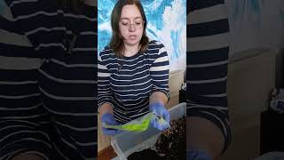 Transplantarea plantelor verzi în mix propriu IFlori-by Pack Your Love