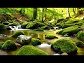 Tranquil  Summer Forest Stream Flowing Among Mossy Rocks (ASMR) #asmrsounds #foreststreamsounds