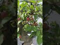 apple bonsai