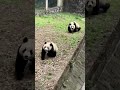 💖一起快乐奔跑！🐼渝可渝爱 大熊猫 cute funny panda