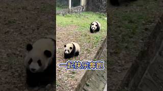 💖一起快乐奔跑！🐼渝可渝爱 #大熊猫 #cute funny panda