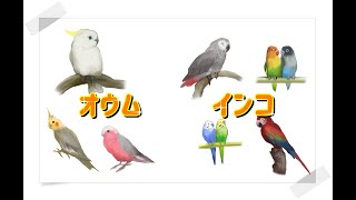 愛鳥はインコ？オウム？　鳥種の違いについて　あなたは分かりますか！？オカメインコはオウムです！