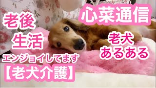 【老犬介護No.105】犬生たのしんでます🌼🐶🌼