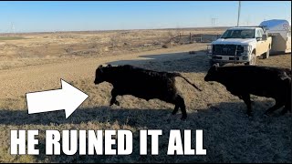 Trailer loading yearling cattle goes WRONG