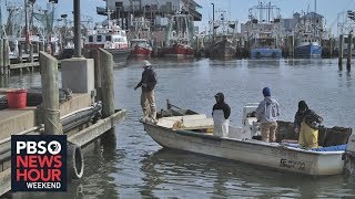 Climate change, development batter Mississippi Delta oysters