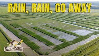 IS DUCK SEASON DOOMED?? Rain Battles and Wetland Secrets | #HOMETURF EP3