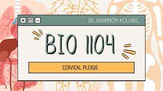 BIO 1104 - Cervical Plexus