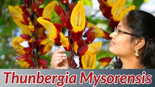 #Shemasundar #Thunbergiamysorensis Thunbergia mysorensis Care \u0026Propagation in Tamil IndianClockVine