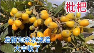 枇杷, 用发酵淘米水浇灌，大丰收（Grow Loquat, Using Liquid Fertilizer From Rice Water! Very Organic)